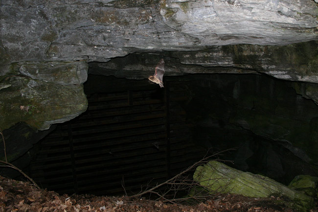 BC Bat Update - Habitat Conservation Trust Foundation