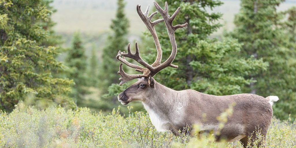 Applications Now Being Accepted for Caribou Habitat Restoration Fund ...