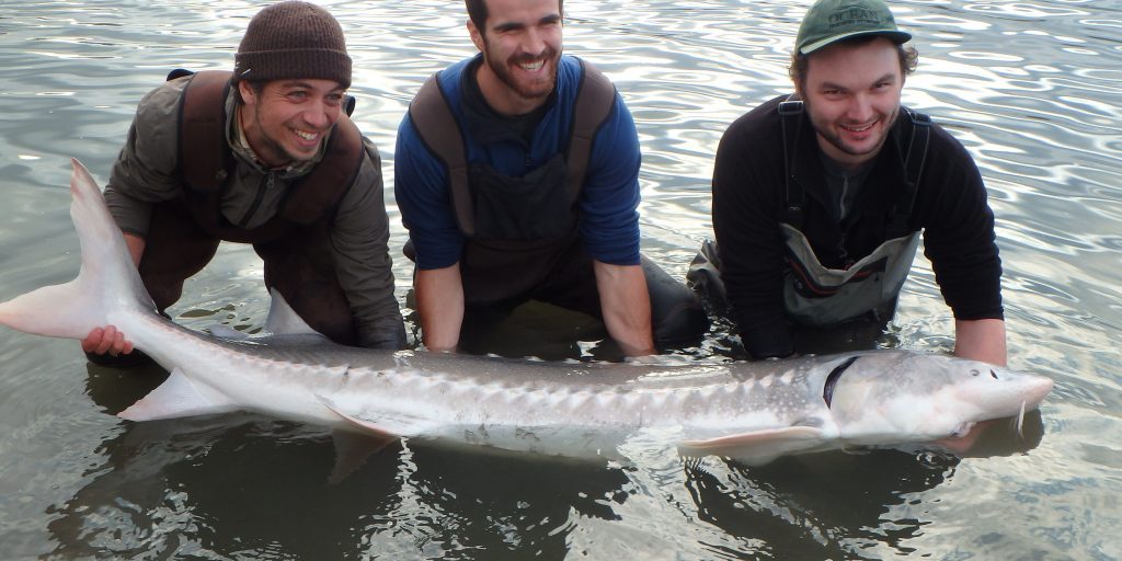 HCTF Makes New Sturgeon Commitment - Habitat Conservation Trust Foundation