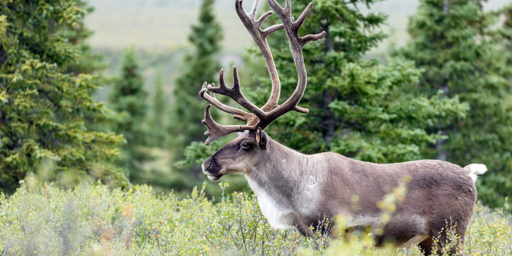 Grants Approved for 14 Caribou Habitat Restoration Projects - Habitat ...