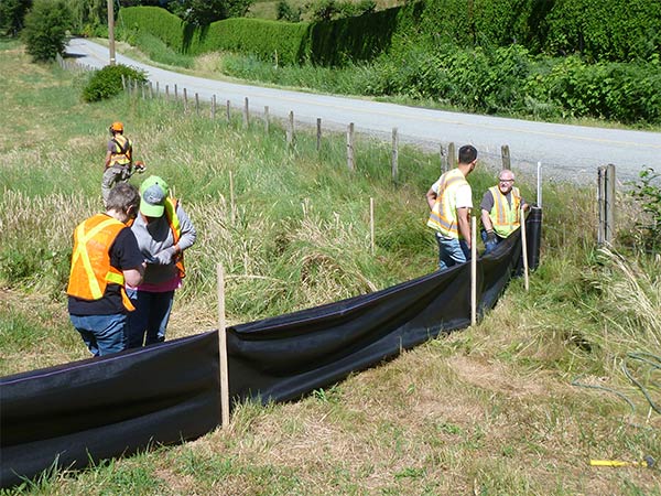 Staff members and volunteers from the Fraser Valley Conservancy install directional fencing to help lead amphibians to the tunnel. 