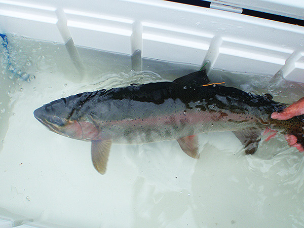 Studying Juvenile Salmon in the Cluxewe River Estuary