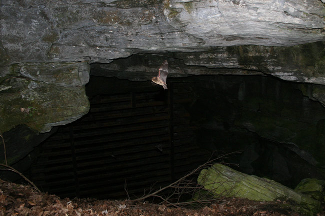 Bat_entrance_cave.jpg