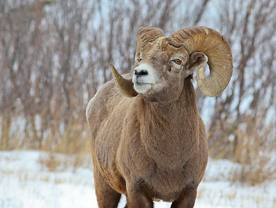 Bighorn-Sheep-hctf.ca.jpg