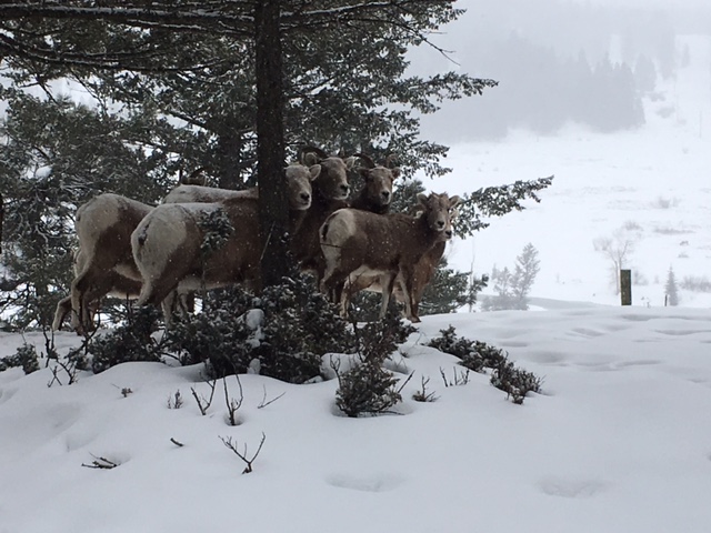 The Bull River bighorn herd in winter.
