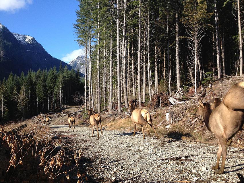 Elk charge out of the truck at the release site near Chehalis, BC. This translocation was part of the Coastal Mainland Roosevelt Elk Recovery and Management Project. Photo: Dan Kriss
