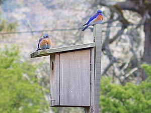 Cowichan_Valley_bluebirds.jpg