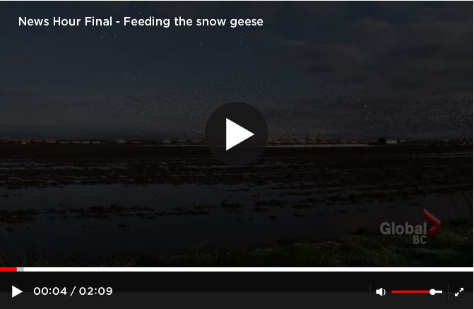 Global_News_Feeding_the_Snow_Geese.JPG