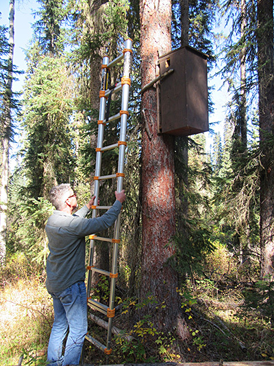 Biologist Larry Davis readies the ladder for inspection of one of the den boxes.