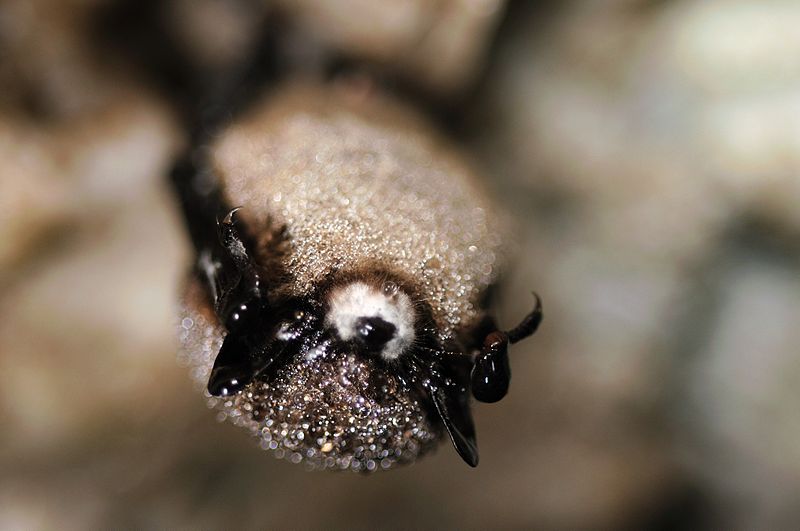 Little Brown Bat with white-nose syndrome. Photo Jonathan Mays