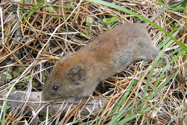 Red-backed_vole.jpg