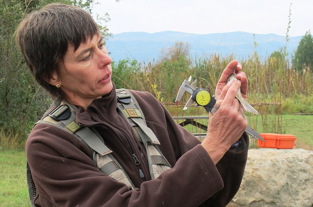 Rene McKibbon of the Canadian Wildlife Services teaches participants about bird banding. 