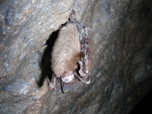 Little Brown Bat displaying White Nose Syndrome in Vermont. Photo by Marvin Moriarty, US Fish &amp;amp; Wildlife Service. 
