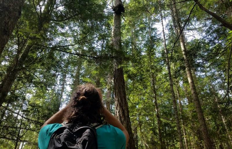 Project Goshawk Community Goshawk Project Gets Funding Boost - Habitat Conservation ...