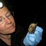 Cori Lausen glues a transmitter onto a bat in fall which will help locate roosts as well as provide valuable information about hibernation behaviours and physiology, needed to understand how white-nose syndrome may impact bats in BC.