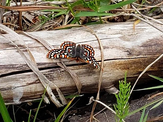 Taylor’s Checkerspot Butterfly – courtesy of Erika Bland