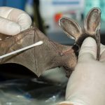 This spotted bat’s wing is being swabbed to look for bacteria that naturally prevent growth of Pd, the fungus that causes WNS. Photo: Jared Hobbs