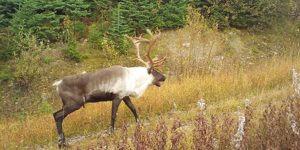 Caribou Archives - Habitat Conservation Trust Foundation