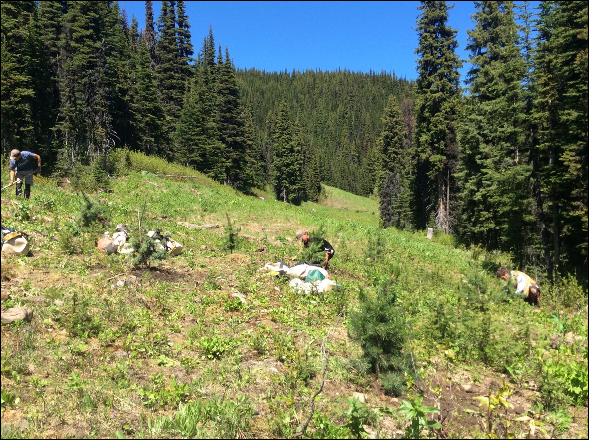 Project Profile: Amoco Road Restoration Project - Habitat Conservation ...