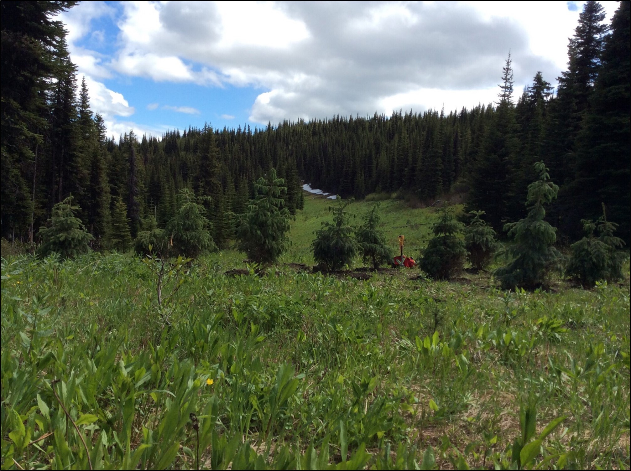 Project Profile: Amoco Road Restoration Project - Habitat Conservation ...