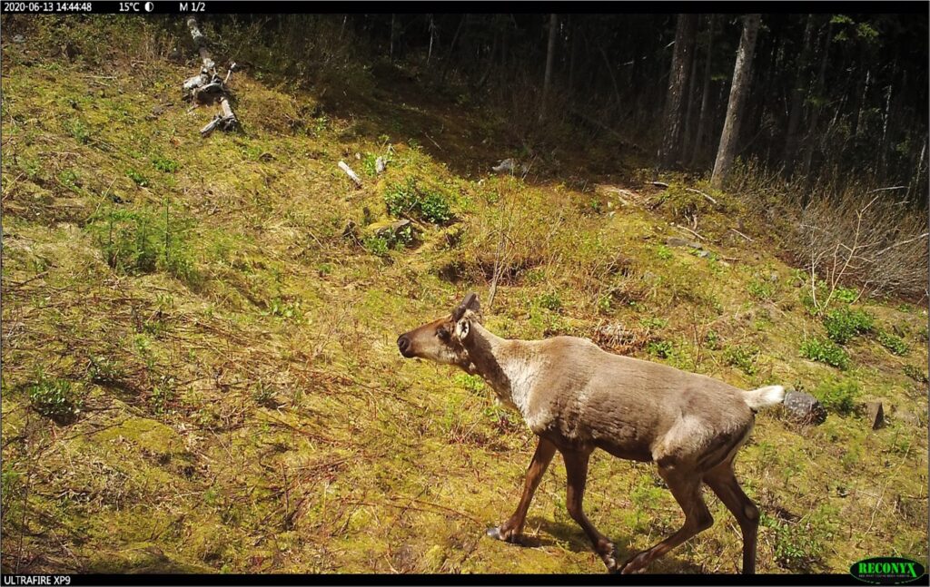 Caribou detected on a camera trap on Amoco Road restoration site, Summer 2020.