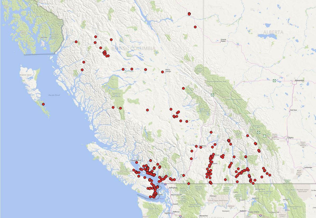 Bc Annual Bat Count Seeks Bat Roosts And Volunteers - Habitat 