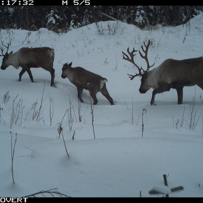 Group of caribou detected on Reconyx remote camera.