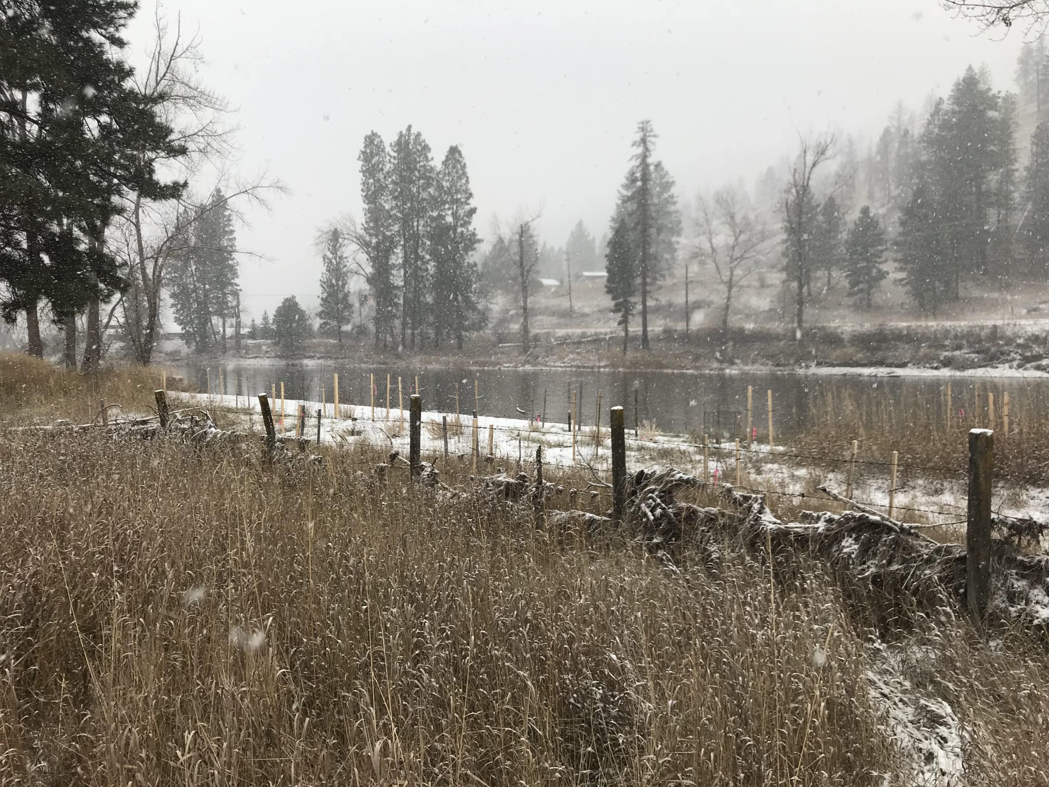 Restoring Black Cottonwood Forests of the Kettle River Habitat