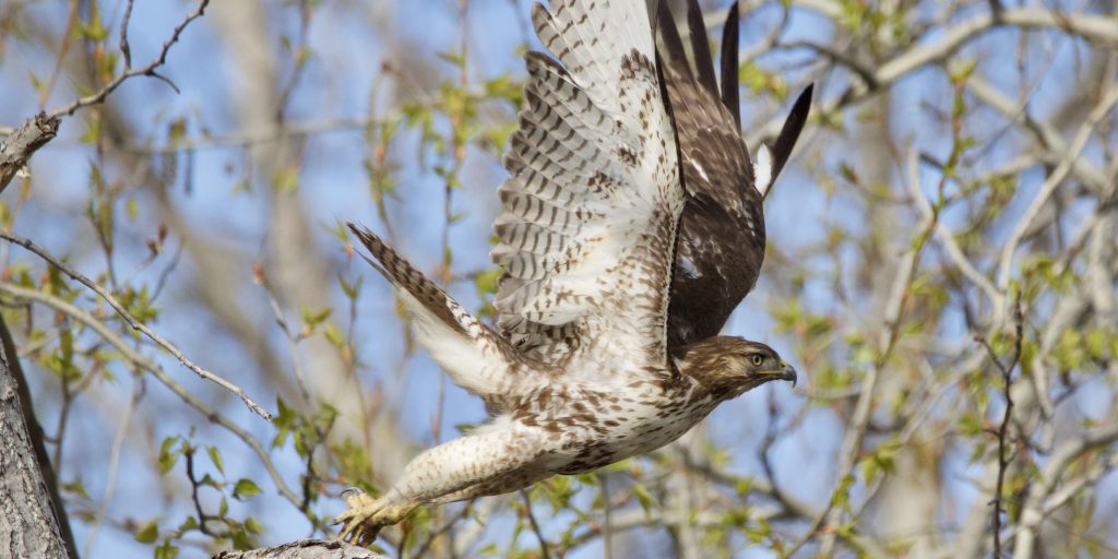 Funding Available for Fraser Valley Raptor Projects - Habitat